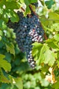 Cluster of ripe Dolcetto grapes on vine Royalty Free Stock Photo
