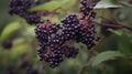 Elderberries on elderberry bush