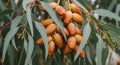 Close-up of ripe dates on a eucalyptus branch with soft focus background Royalty Free Stock Photo