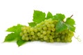 Cluster of ripe, green grapes.