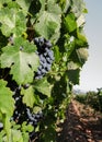 Cluster of ripe, juicy grapes hang from the sun-drenched vines of a grapevine