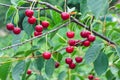 Cluster of ripe red sweet cherries hanging on cherry tree branch with green leaves. Summer nature background. Selective focus, Royalty Free Stock Photo