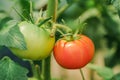 Cluster of ripe red  tomatoes in green foliage on bush. Growing of vegetables in greenhouse Royalty Free Stock Photo