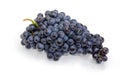 Cluster of the blue grapes on a white background Royalty Free Stock Photo