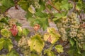 Cluster of ripe white - yellow grape berries