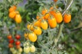 Cluster of Ripening Cherry Tomatoes In Garden
