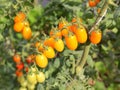 Cluster of Ripening Cherry Tomatoes In Garden