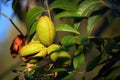 CLUSTER OF RIPENING PECAN NUTS IN GREEN HULLS Royalty Free Stock Photo