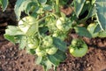 Cluster of Ripening Tomatoes