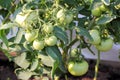 Cluster of Ripening Tomatoes