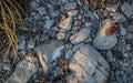 A Cluster of Rocks on a Beach Royalty Free Stock Photo