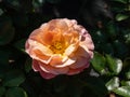 Rose \'Marie Curie\' flowering with beautiful, double coppery yellow and salmon orange flowers in the park in summer