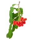 Cluster of rowan berries on branch on a white background