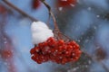 Cluster of Rowan berries and falling snow