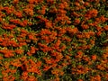 Cluster of rowan tree or firethorn orange berries during fall