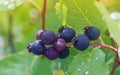 Beautiful Ripe Saskatoon Berries