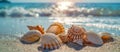 Seashells Resting on Sandy Beach Royalty Free Stock Photo