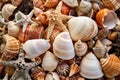 a cluster of seashells collected from a beach Royalty Free Stock Photo