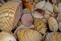 A cluster of seashells piled together for decorations. Royalty Free Stock Photo