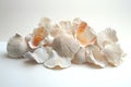 Cluster of seashells on a white background. Generative AI. Royalty Free Stock Photo