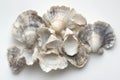 Cluster of seashells on a white background. Generative AI. Royalty Free Stock Photo