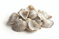 Cluster of seashells on a white background. Generative AI. Royalty Free Stock Photo