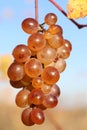 Cluster of seedless grapes on vine against blue sky, natural produce Royalty Free Stock Photo