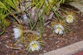 Cluster Of Selinicereus Peteranthus, Moonlight Cactus Flowers