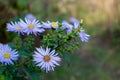 A cluster of several light blue opened and budded flowers of Aster amellus with yellow centers on a juicy green stalk Royalty Free Stock Photo