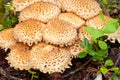 Cluster of Shaggycap or Scaly Pholiota mushrooms Royalty Free Stock Photo