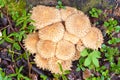 Cluster of Shaggycap or Scaly Pholiota mushrooms Royalty Free Stock Photo