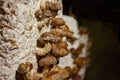 Cluster of shiitake mushrooms on a textured substrate surface Royalty Free Stock Photo
