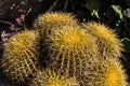 Cluster of Small Golden Barrel Cactus