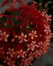 A cluster of small red flowers with five petals Royalty Free Stock Photo