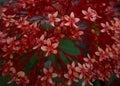 A cluster of small red flowers with five petals Royalty Free Stock Photo
