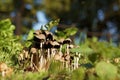 Cluster Of Small Thin-Stalked Mushrooms