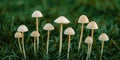 A cluster of small white mushrooms growing in lush green grass Royalty Free Stock Photo