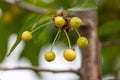 A cluster of small yellow cherries hanging from a tree Royalty Free Stock Photo
