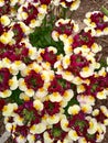 Cluster of small yellow and dark red flowers.