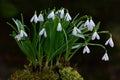 Cluster of of Snowdrops in moss Royalty Free Stock Photo
