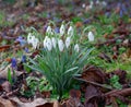 common snowdrops, Galanthus nivalis, and Scilla siberica in the woods Royalty Free Stock Photo