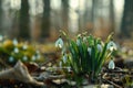 Cluster of Snowdrops in Forest Royalty Free Stock Photo