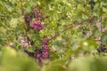 Cluster of sort `Chasselas Rose Royal Dessert` ripe red- purple grape berries