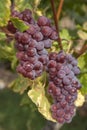 Cluster of sort `Onyx` ripe red - purple grape berries, close up