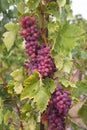 Cluster of sort `Purple` Aptissa aga x Cardinal ripe red-purple grape berries Royalty Free Stock Photo