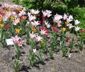 A Cluster of Sparkler Tulips