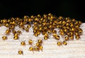 Cluster of spiderlings