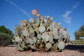 Cluster of Spineless Prickly Pear Cactus