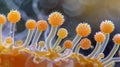 Cluster of spores at the tip of a fungal hypha ready for dispersal and reproduction. .