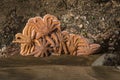 Cluster of starfish on volcanic rock Royalty Free Stock Photo